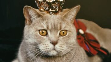 cat3
