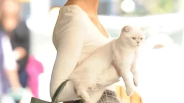 cat3
