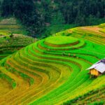 Lush green rice terraces of Yên Bái, Vietnam, showcasing stunning agricultural landscapes.