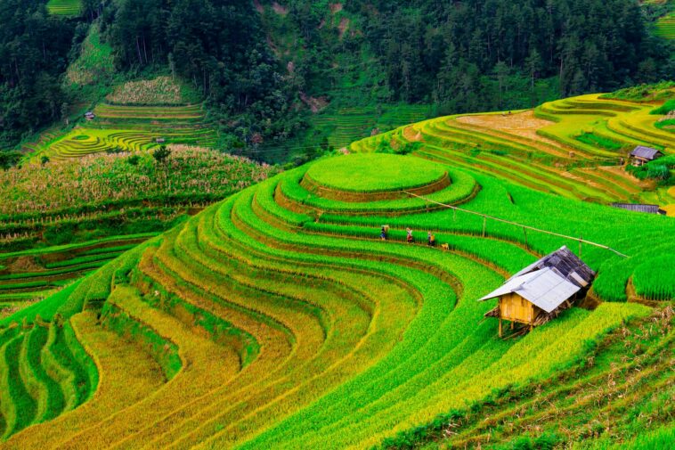 Lush green rice terraces of Yên Bái, Vietnam, showcasing stunning agricultural landscapes.