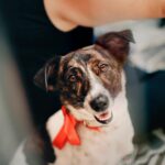 hero dog brave rescue