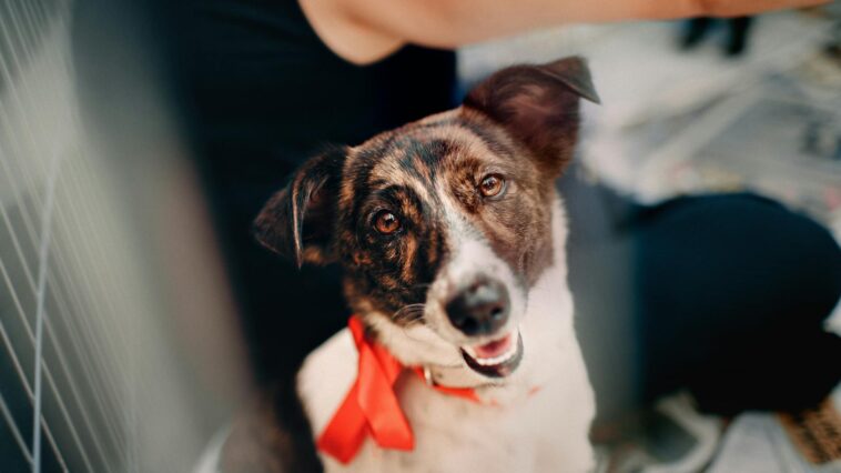 hero dog brave rescue