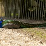 A vibrant peacock rests gracefully on a sunlit gravel path surrounded by trees.