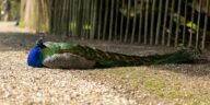 A vibrant peacock rests gracefully on a sunlit gravel path surrounded by trees.