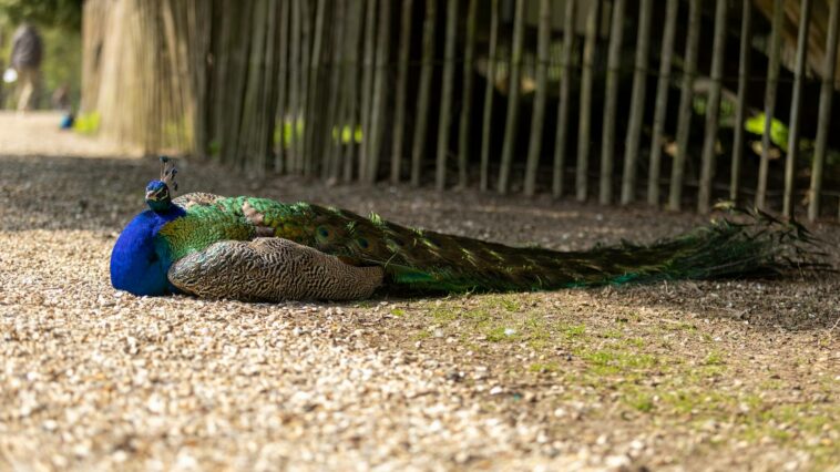 A vibrant peacock rests gracefully on a sunlit gravel path surrounded by trees.
