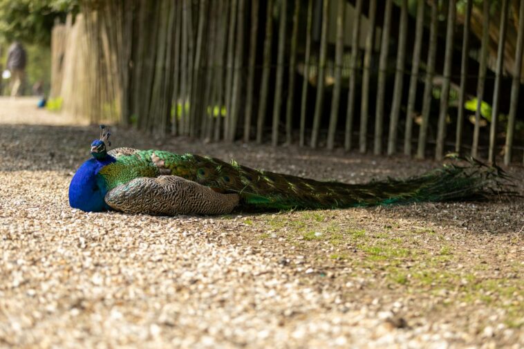 A vibrant peacock rests gracefully on a sunlit gravel path surrounded by trees.