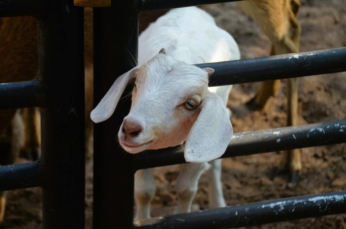 5. Oldheads Are Coming Back