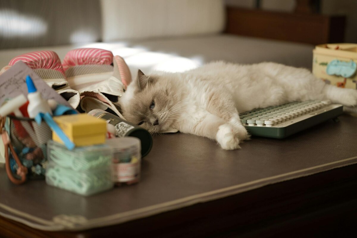 This Doc Is 90% Cats, 10% Regret