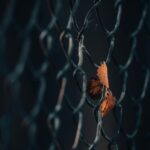 A dried maple leaf caught in a metal chain link fence, symbolizing autumn's transition.