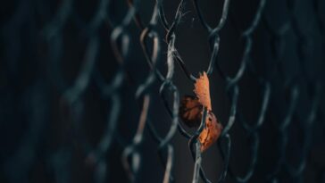A dried maple leaf caught in a metal chain link fence, symbolizing autumn's transition.