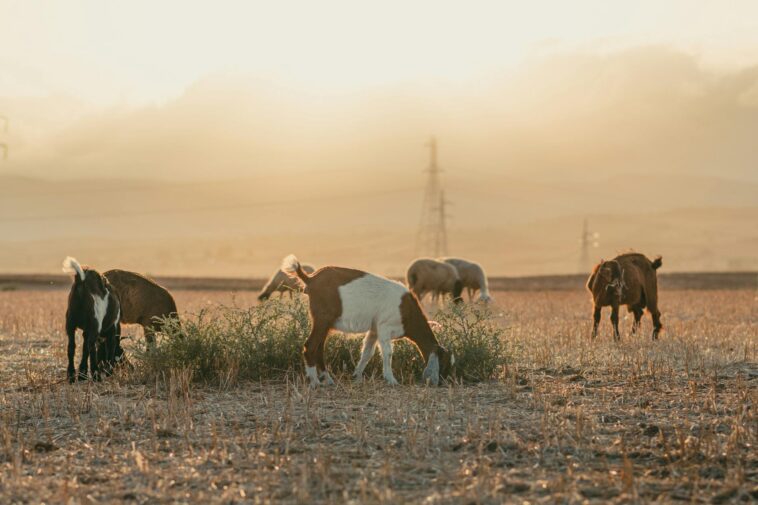 Tranquil view of goats grazing in a sun-kissed Tunisian field at sunset.