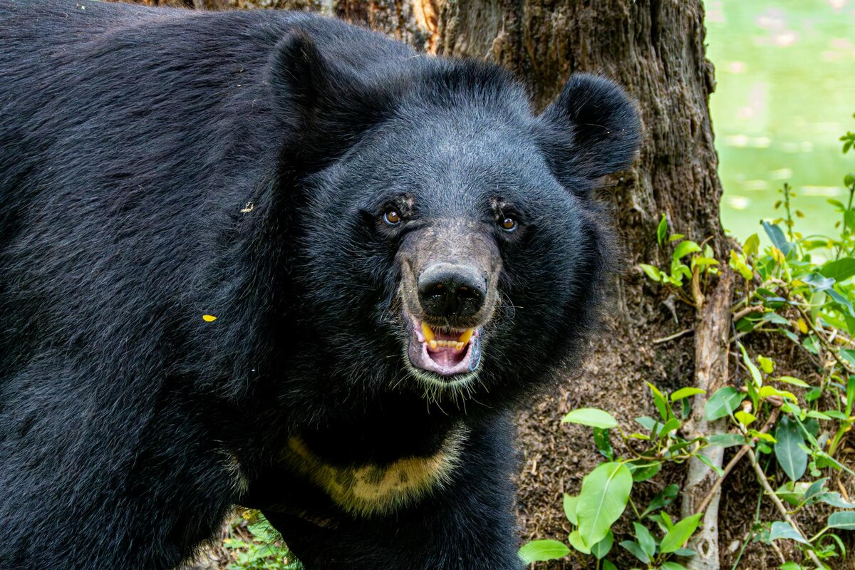 The Revenant: Survival, Revenge, and Historical Brutality