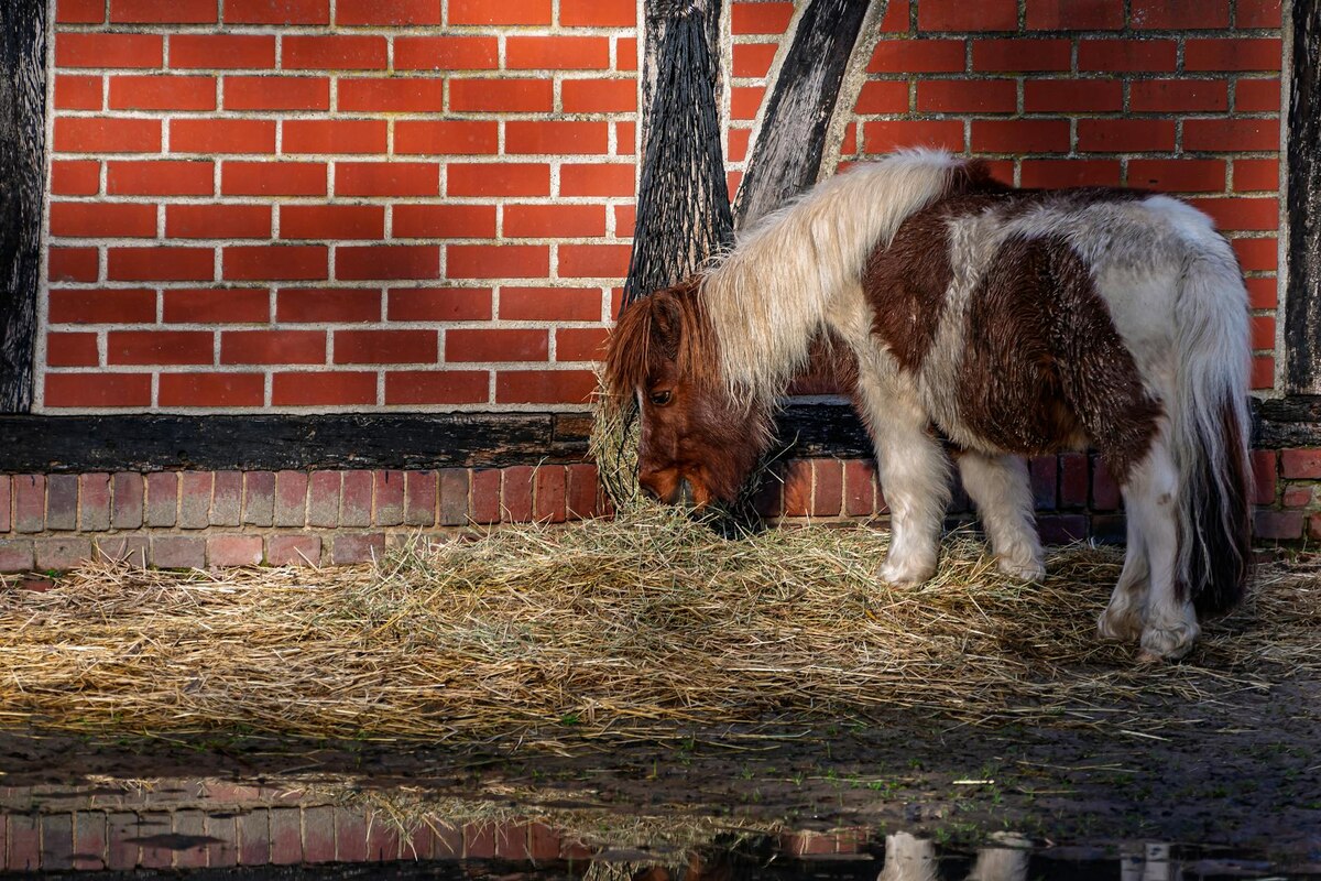 My Little Pony: A New Generation (2021) - Surprisingly Heartwarming