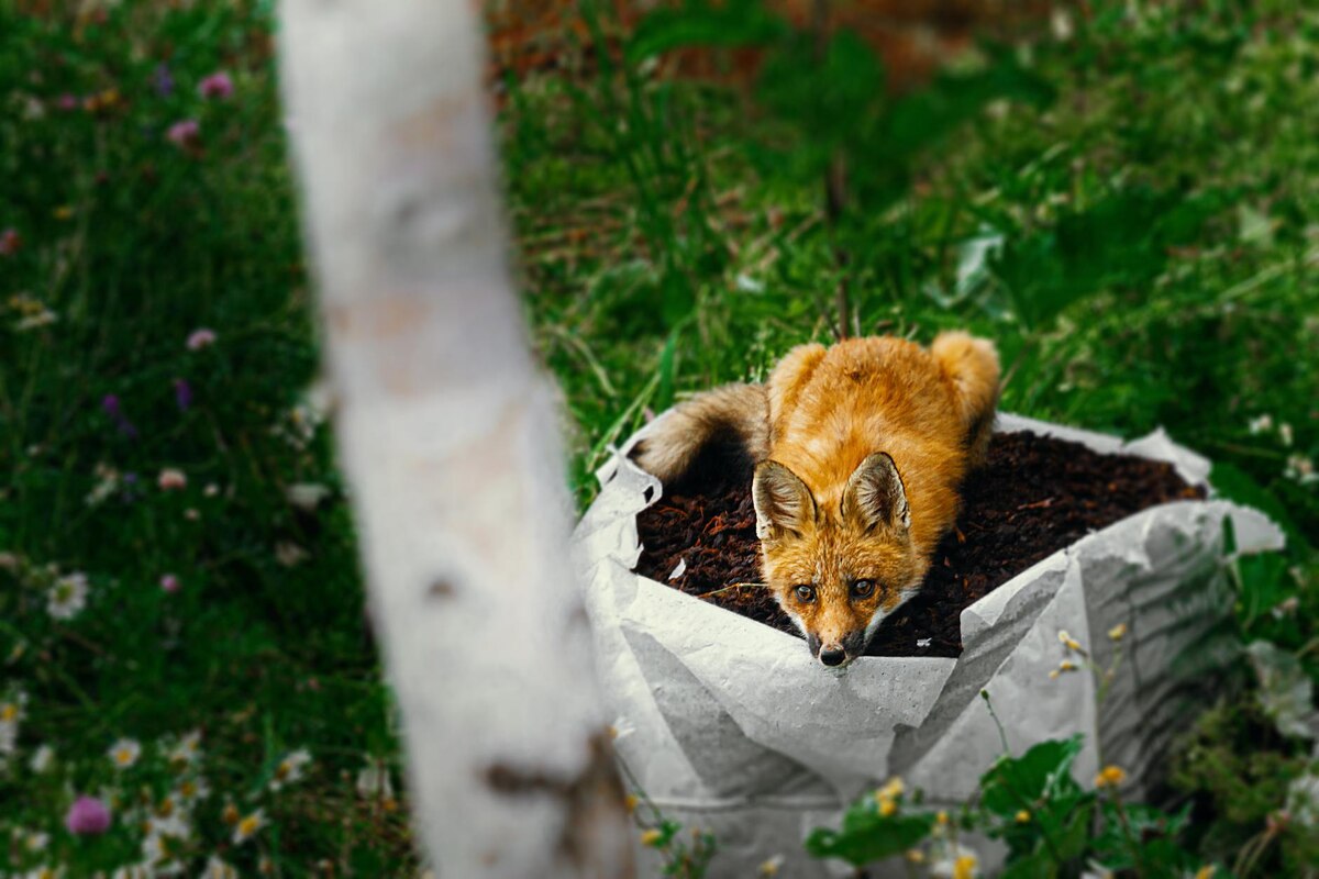 The Immortal Chicken-Goat-Dog Crew