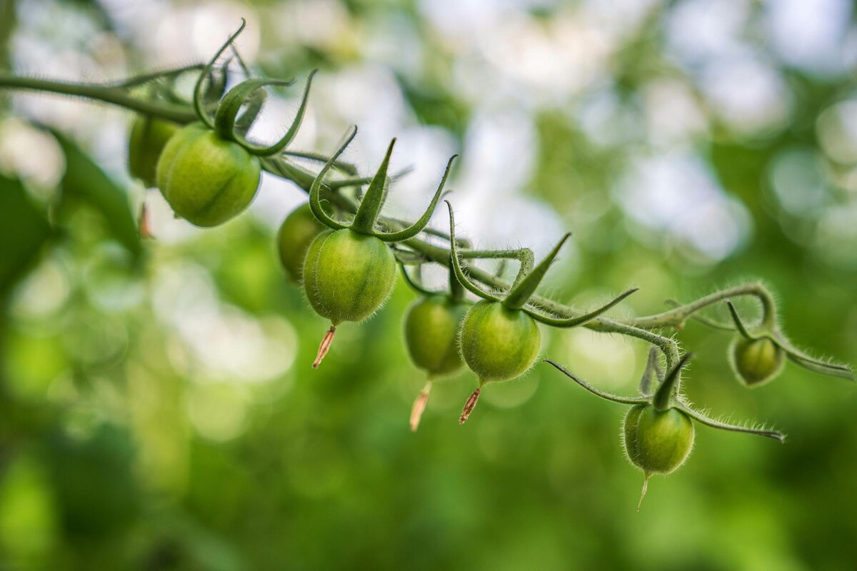 That 96% RT Score Is NO JOKE.