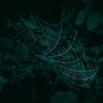 Closeup of a spiderweb covered with dew drops, creating a mystical natural pattern against a dark background.