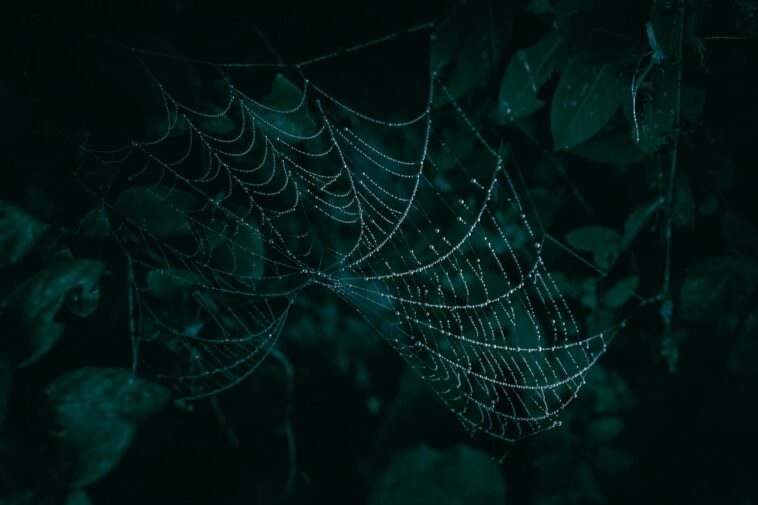 Closeup of a spiderweb covered with dew drops, creating a mystical natural pattern against a dark background.