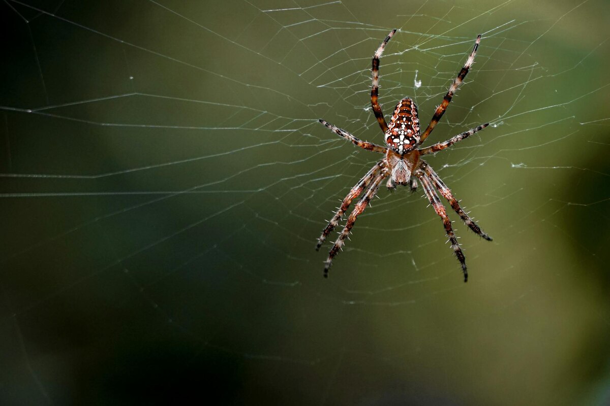 Spidey’s Webs Are Too ‘Pixelated’ for 2026