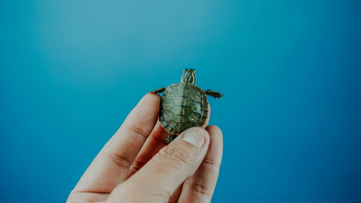 Teenage Mutant Ninja Turtles: Mutant Mayhem (2023) - THIS is the TMNT