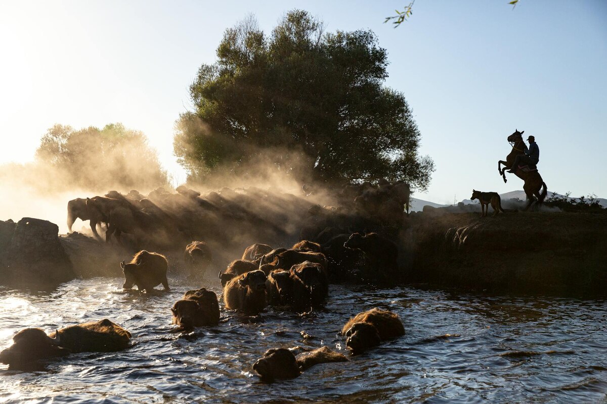 The Power of the Dog – A Slow-Burn Western With a Twist