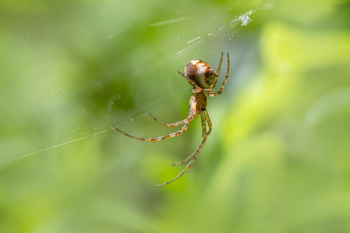 Tobey Maguire's Chill Arrival — The OG Is BACK