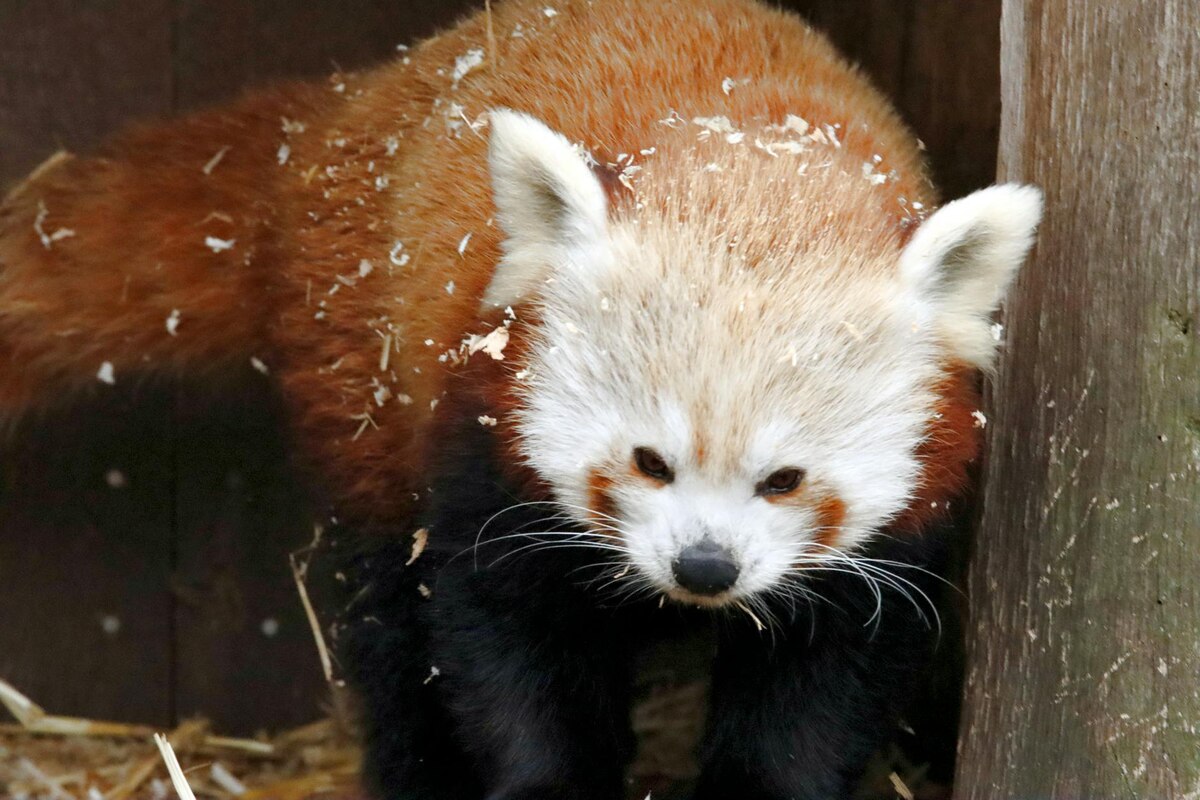 Pixar's Puberty Metaphor Is Pure Gold