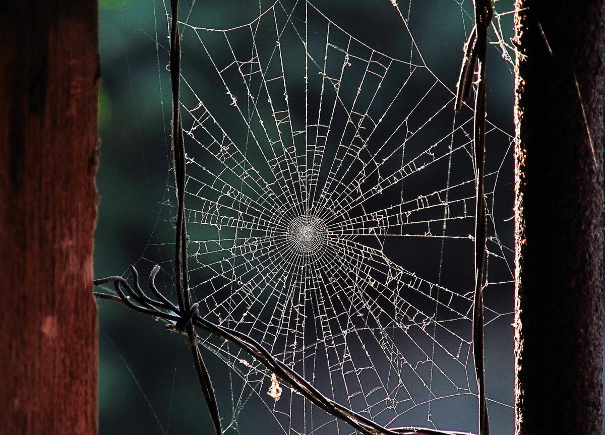 The Post-Credits Scene — Venom's Tease!