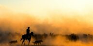 A cowboy on horseback herding a group of horses through a dusty landscape at sunset.